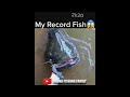 RECORD SILURE #fishing #bigfish #catfish #shorts