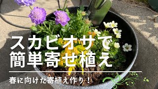 スカビオサで簡単寄せ植え~春に向けた寄植え作り！~