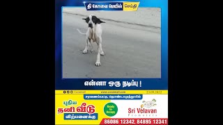 என்னா ஒரு நடிப்பு ! #dog #funnyvideos #streetdog