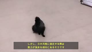 2023年秋の台風【わんこのみかた】広い室内ドッグラン　犬のホテル・保育園です