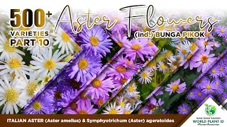 500+ ASTER VARIETIES Part 10 | BUNGA PIKOK | ITALIAN ASTER | A. amellus | Symphyotrichum ageratoides