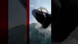 This is the moment a whale crashed into a man wing foiling in Australia. #Shorts #Whales #BBCNews