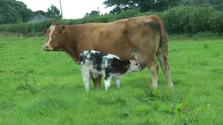 Belgian Blue Calf