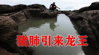 40米长的海峡沟投入2个猪肺，“龙王”逃过渔网，逃不过吴哥之手