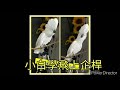 白葵小白の飛上企桿訓練 東九龍鸚鵡之友 umbrella cockatoo flying training