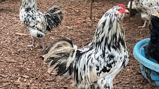 Farm Update, Ermine Ameraucanas,Starting The Breeding Season For 2024