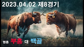 청도소싸움 2023.04.02 제8경기 병종 부흥 / 백골