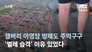 잼버리 야영장 방제도 주먹구구…'벌레 습격' 이유 있었다 / JTBC 뉴스룸
