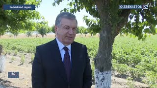 President Shavkat Mirziyoyev in Samarkand region