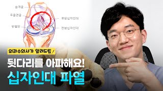 강아지가 뒷다리를 절룩거려요. 십자인대 파열 | 외과 수의사가 알려드림 EP.06