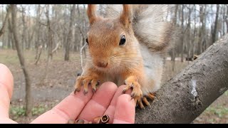 Белка мешает тренировать поползня  / The squirrel interferes with the training of the nuthatch