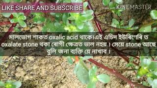 মালভোগ খুতুৰা শাকৰ ঔষধি গুণ (Common Purslane vitamin)