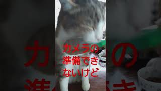 お顔痒いのボリボリ