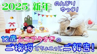 【ご挨拶】と【ご報告】12歳シニアうさぎのお正月(12歳シニアうさぎ🐰 Cute Rabbit)【No0182】