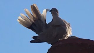 Two Eurasian Collared Love Doves