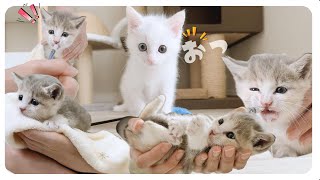 壁から救出された子猫はふわふわになってよく甘えます★ミルクはシリンジで【保護猫生活32日目】2部