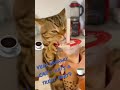 Very Hungry CAT / eats a treat part7 #funnyshorts #funnymoments #i_am_cat44 #funnycats #funnyvideo