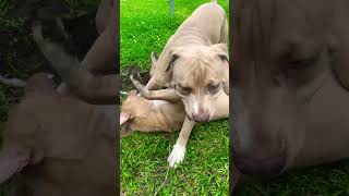 Two Pit-bulls siblings rough playing 🐕🦴♥️                     #explore #dog #play