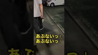 お散歩が楽しすぎてお家に帰りたくないわんこの寄り道　#shorts #ヨーキー #わんこ #dog