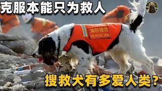 【合集】违背常识的搜救犬？动物遇到危险都会逃跑，它们却不顾危险救人！