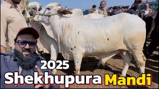 Cow Mandi sheikhupura update | sahiwal cholistani bachre | desi bachre | qurbani 2025 | LAHORI SHAUK