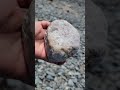 finding a white and green crystal chunk rockhounding at the seashore shorts