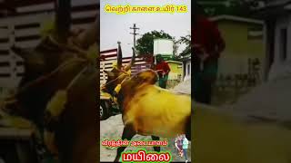 🚛Mass Jump on Vehicle |Fire🔥 Forced Bull | #jallikattu#trendingshorts #reels#cow#shortsfeed #trend