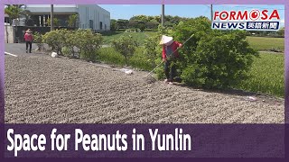 Officials cordon off sections of road for drying peanuts in Yunlin