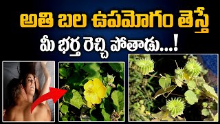 Atibala Plant ,Traditional Ayurveda Remedies || Atibala Plant Uses || Yours Tv