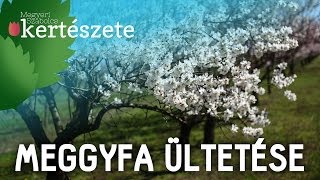 Meggyfa ültetése - Gyümölcsfa rendelés - Megyeri Kertészet Gödöllő