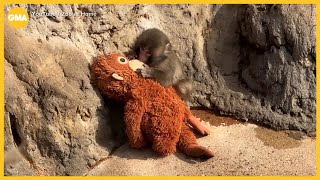Meet Punch the monkey