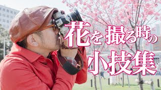 『 桜（梅、桃）の花を綺麗に撮る方法！』誰でも簡単に綺麗に撮れる撮影テクニック！！【写真家】橘田龍馬_撮影風景