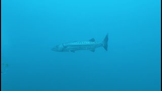 The Brian Davis Memorial Artificial Reef