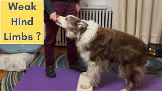 Senior Dog Hind Leg Weakness? Try These Exercises!