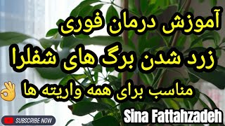 علت زرد شدن برگ شفلرا 👈 مناسب برای همه واریته های گیاه 🙏😍