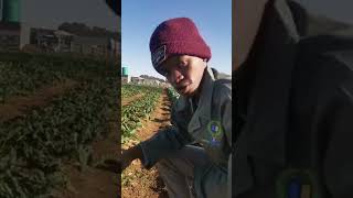 The basics of plant production with Ekurhuleni Agricultural College student Simphiwe Mtshali.