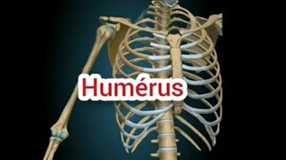 #Anatomie de l #Humérus