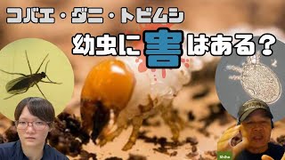 コバエやダニ、トビムシが幼虫飼育中に発生！幼虫に害はあるの？｜【クワカブ広場】名人Shihoのクワカブ相談室！会員は無料で配信中！〈9月18号〉#カブトムシ #クワガタ #昆虫 #飼育方法 #雑虫