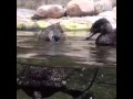 Ducks attacking turtle