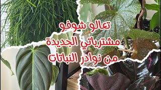 مشترياتي النباتية الجديدة2 تعالو نتعرف على اسمائها#نباتات_داخلية #plants