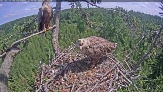 14h30m juras erglis eagles at nest are calling