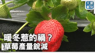 暖冬惹的禍？草莓產量銳減