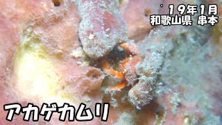 アカゲカムリ（’１９年１月　和歌山県串本）