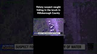 Felony suspect caught hiding in the brush in Hillsborough County