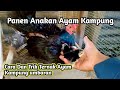 Percuma‼️Lakukan Cara Ini jika Ingin Berhasil Ternak Ayam Kampung Semi Umbaran ‼️