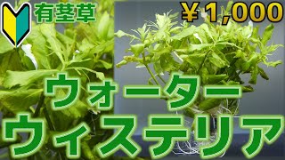 【水草紹介】グッピー水槽の定番。ウォーターウィステリア【ふぶきテトラ】