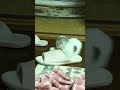 仔猫ぷーちゃんの日常