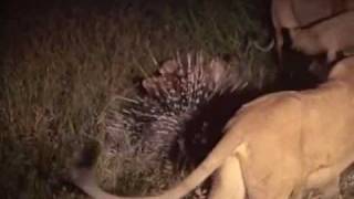 Porcupine vs Lions. Porcupine quills lions, owns them, and punks them out.