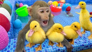Baby Monkey Bim Bim opens surprise eggs with ducklings at pool and goes to harvest fruit
