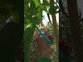 picking luffa 04.02 enjoy rural life gardening u0026 nature rurallife garden nature